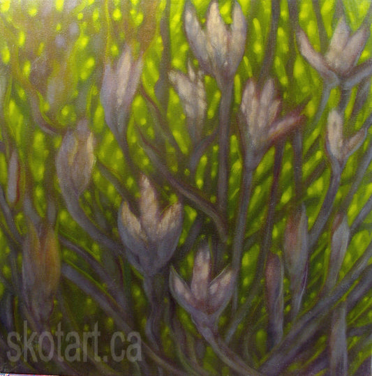 'Magnolia Mandela' (L)