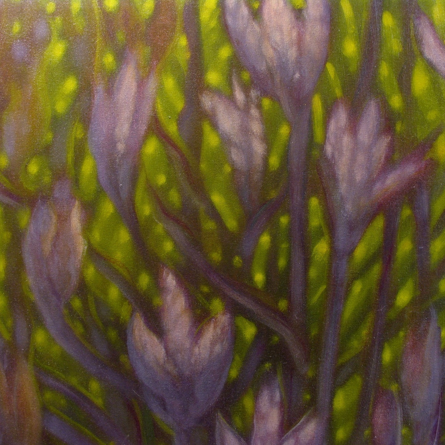 'Magnolia Mandela' (L)