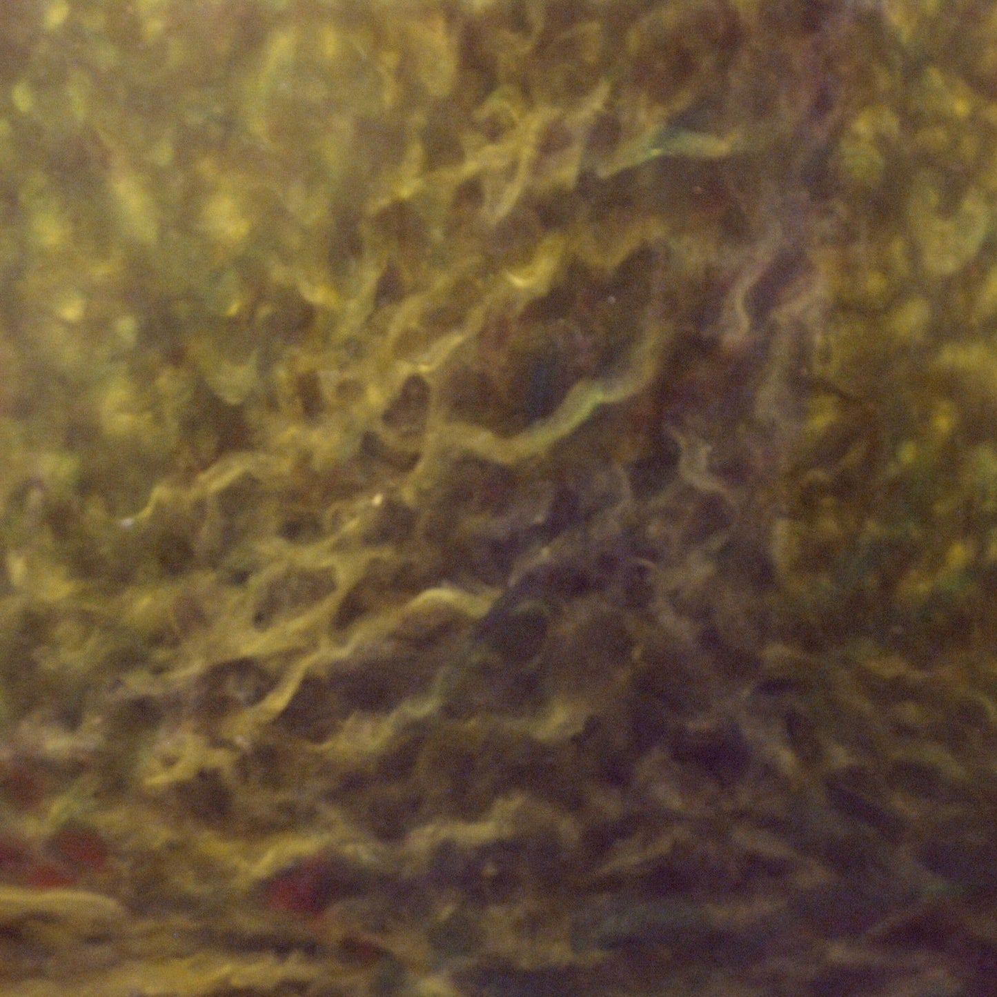 'Ancient Fruit III' (OS)